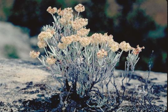 Image of Butterworth's buckwheat