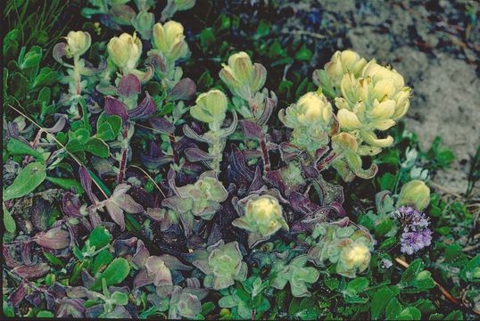 Image of softleaf Indian paintbrush