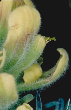 Image of softleaf Indian paintbrush