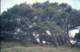 Image of Torrey pine