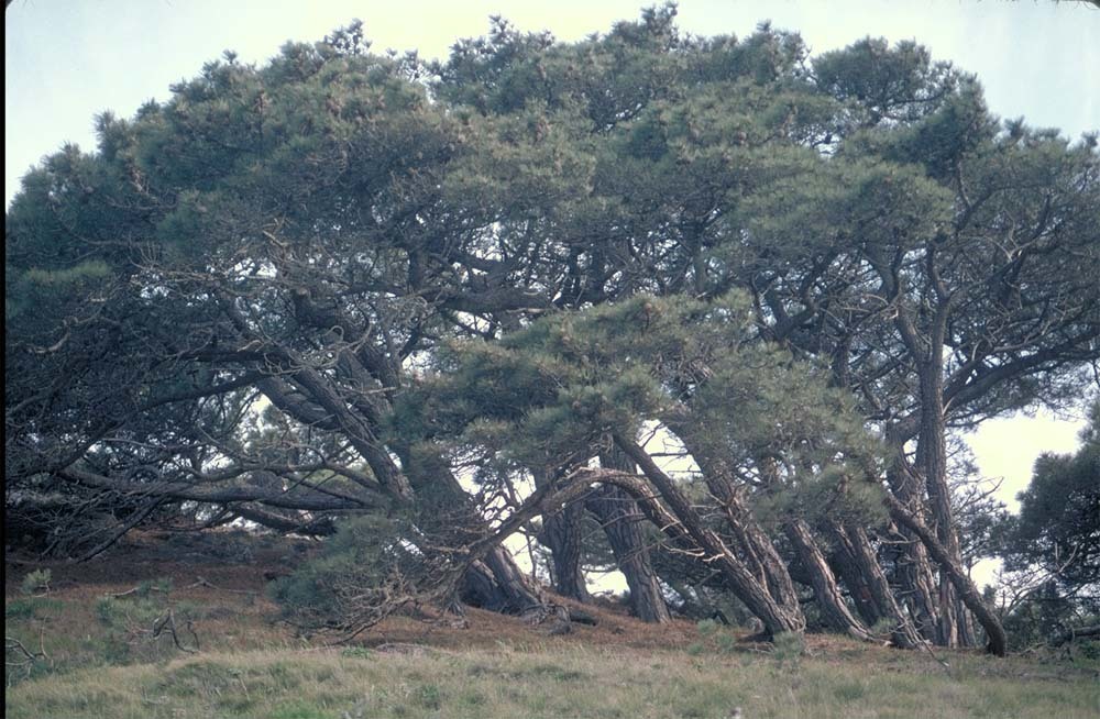 Image of Torrey pine