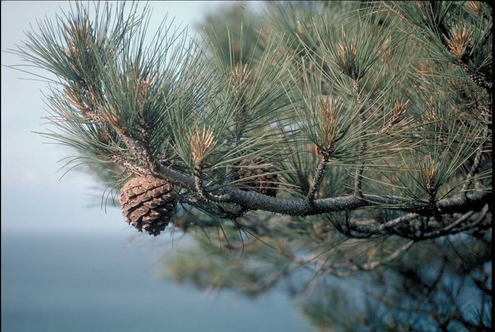 Image of Torrey pine