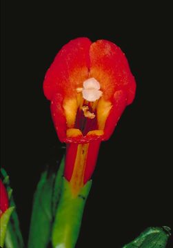 Plancia ëd <i>Mimulus aurantiacus</i> var. <i>parviflorus</i>