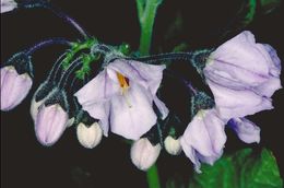 Image of Catalina nightshade