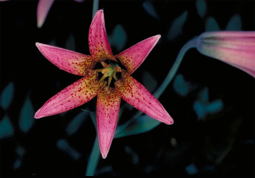 Image de Lilium bolanderi S. Watson