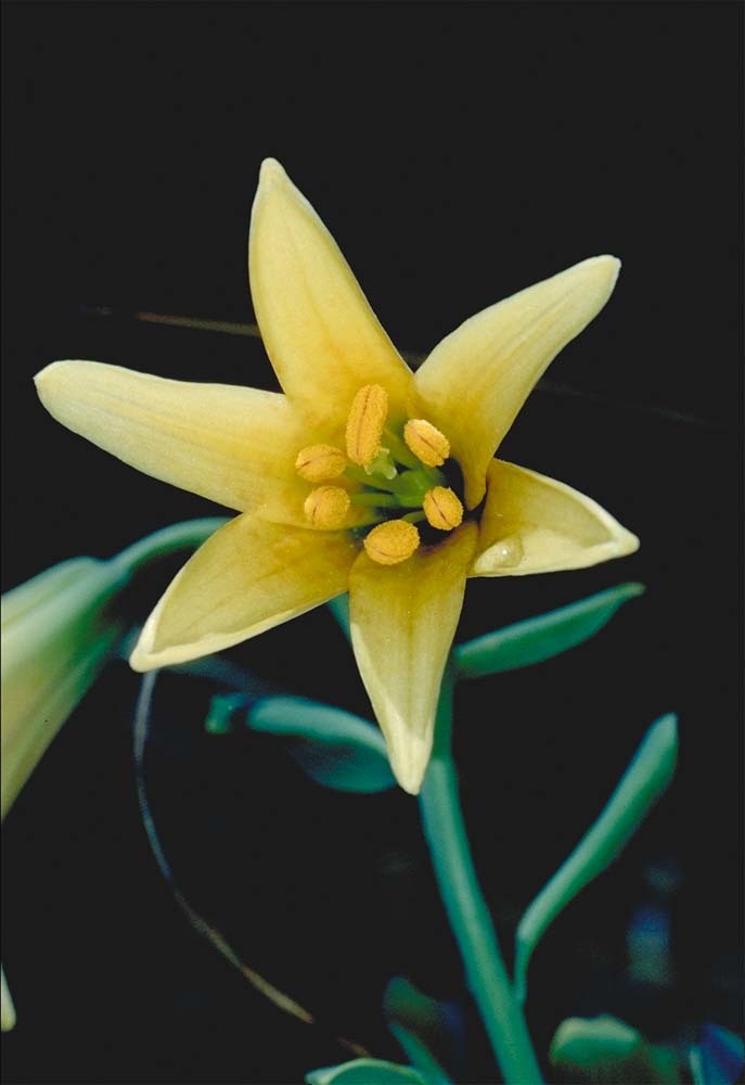 Image de Lilium bolanderi S. Watson