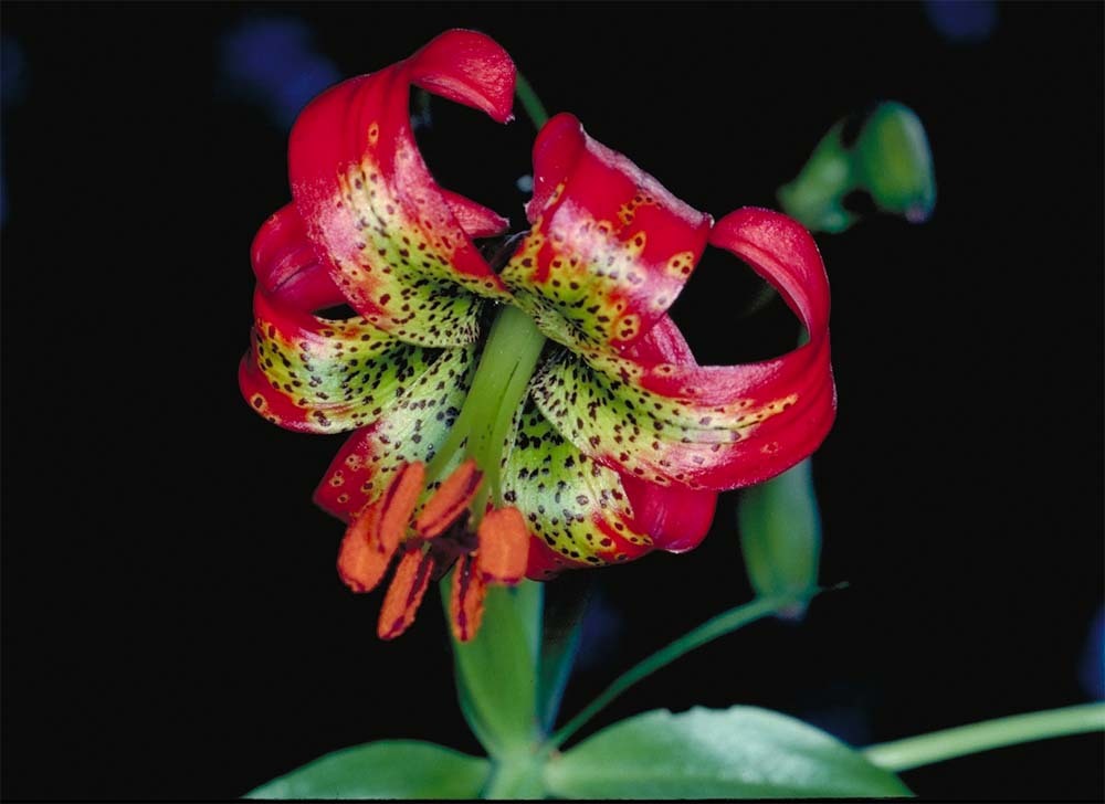 Lilium occidentale Purdy resmi