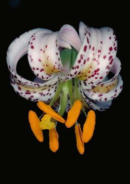 Image of Kellogg's lily