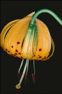 Image de Lilium kelleyanum Lemmon