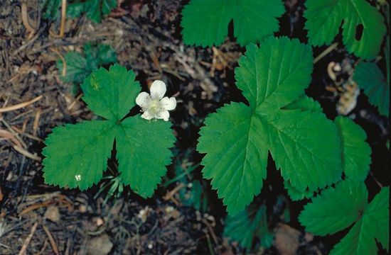 Image of roughfruit berry