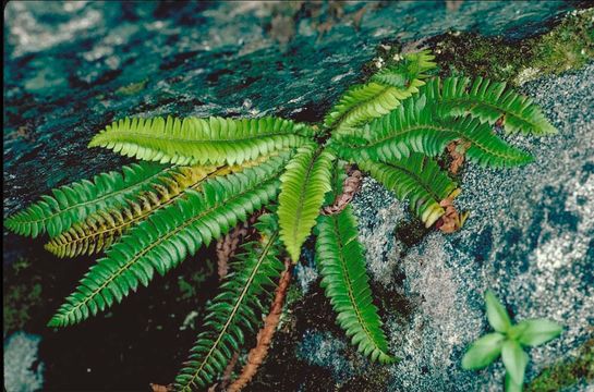 Слика од Polystichum lonchitis (L.) Roth