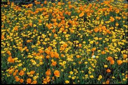 Image of California poppy