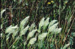 Image of Annual Beard-grass