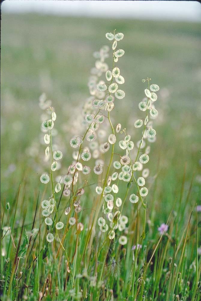 Image of ribbed fringepod