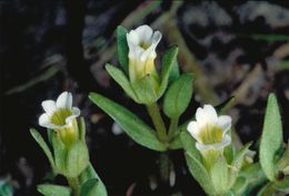 Image de Gratiola ebracteata Benth. ex A. DC.