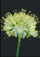 Image of Siskiyou buckwheat