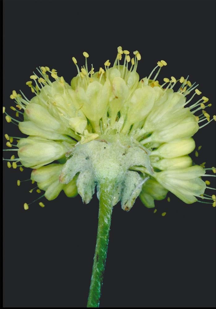 Image of Siskiyou buckwheat