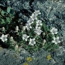 Image of Castle Crags bellflower