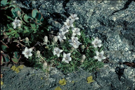 Image of Castle Crags bellflower