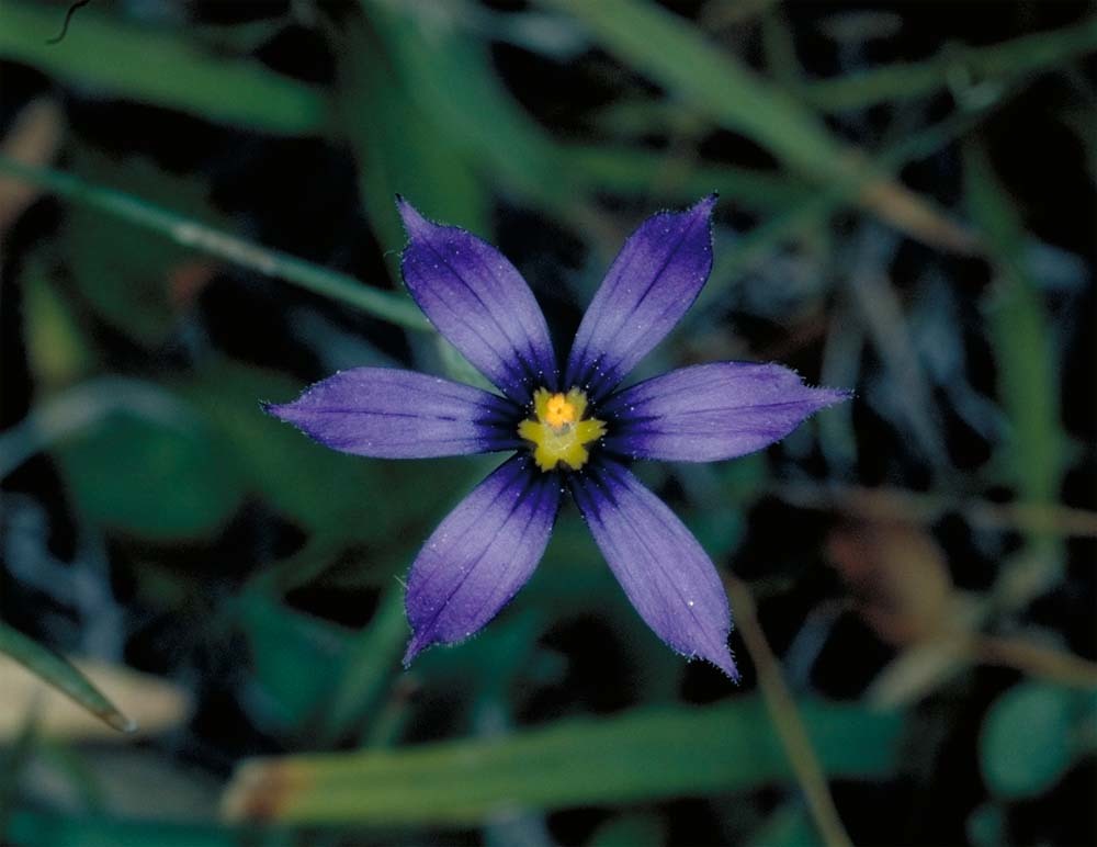 Sisyrinchium halophilum Greene的圖片