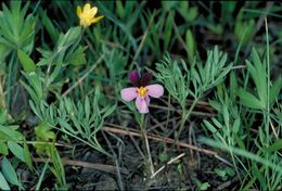 Image of Beckwith's violet