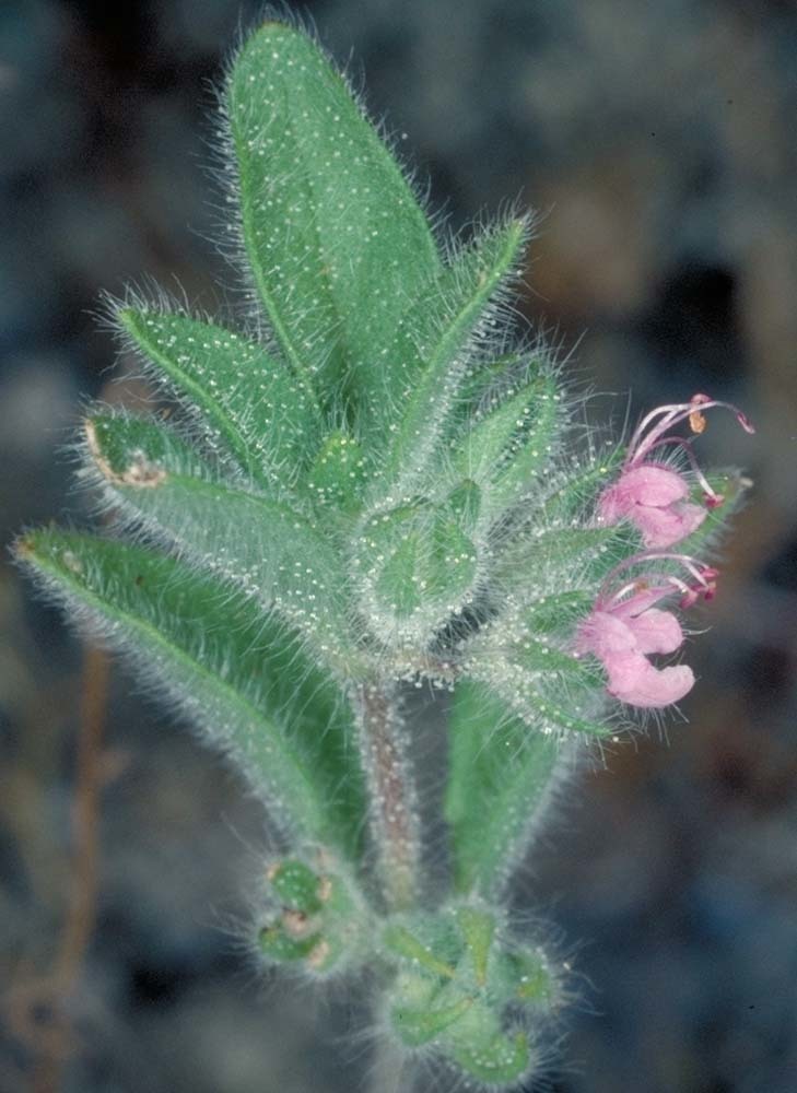 Trichostema oblongum Benth. resmi