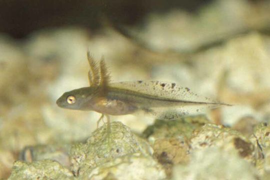 Image of Italian crested newt