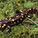 Image of <i>Salamandra salamandra gallaica</i>