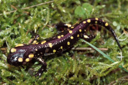 Image of <i>Salamandra salamandra gallaica</i>