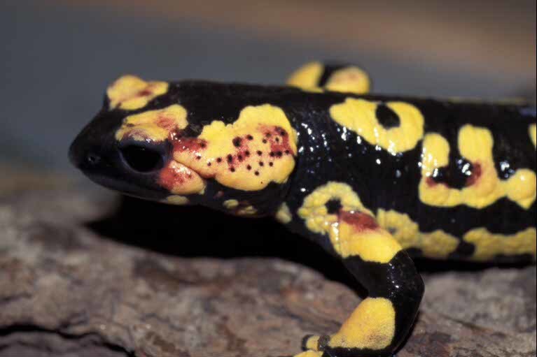 صورة <i>Salamandra salamandra gallaica</i>