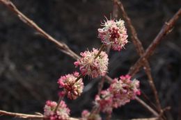 Image of wand buckwheat