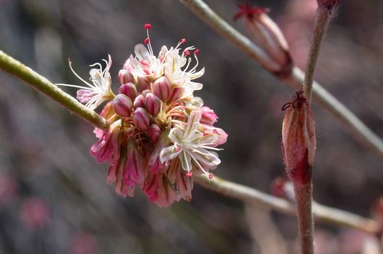 Image of wand buckwheat