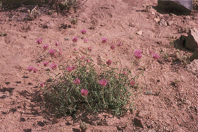 Monardella odoratissima subsp. glauca (Greene) Epling的圖片