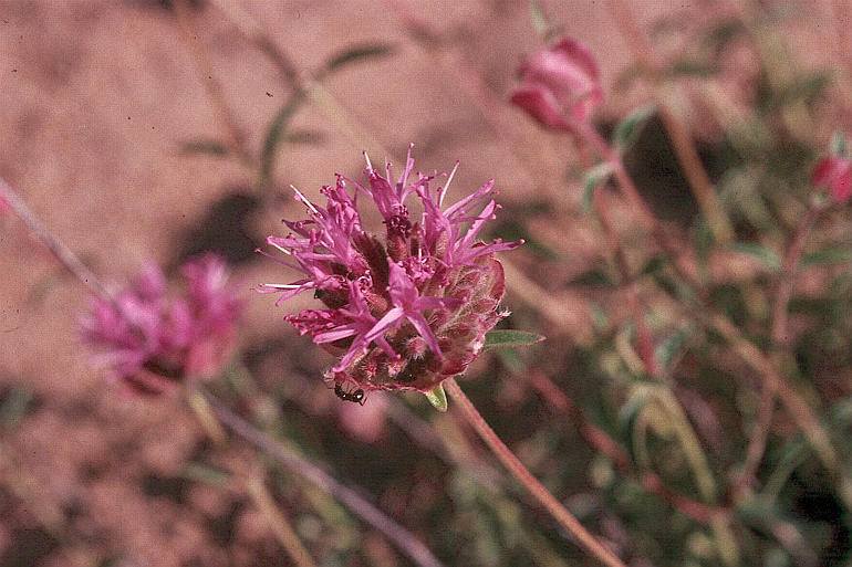 Monardella odoratissima subsp. glauca (Greene) Epling的圖片