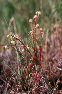 Image of narrowleaf minerslettuce