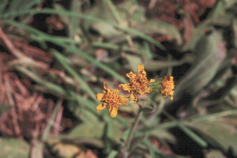 Слика од Arnica parryi A. Gray