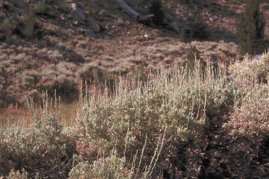 Imagem de Artemisia tridentata subsp. vaseyana (Rydb.) Beetle