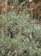 Imagem de Artemisia tridentata subsp. vaseyana (Rydb.) Beetle