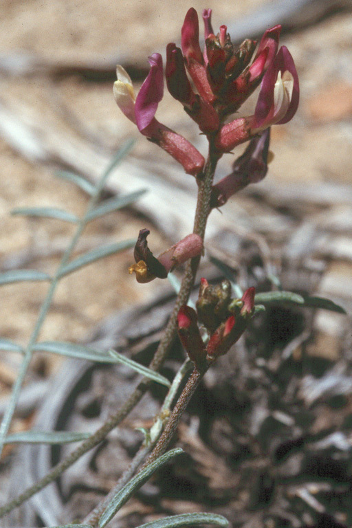 Imagem de Astragalus casei A. Gray