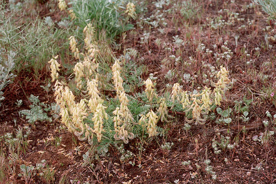 Imagem de Astragalus gibbsii Kellogg