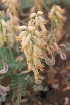 Sivun Astragalus gibbsii Kellogg kuva