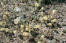 Imagem de Astragalus obscurus S. Wats.