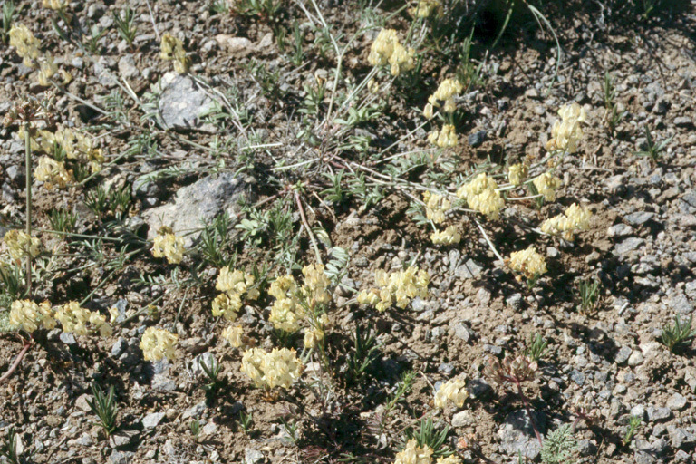 Sivun Astragalus obscurus S. Wats. kuva