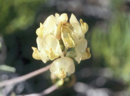 Sivun Astragalus obscurus S. Wats. kuva