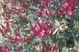 Plancia ëd Astragalus purshii var. tinctus M. E. Jones