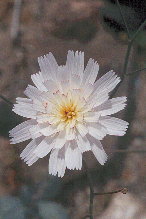 Image de Atrichoseris platyphylla (A. Gray) A. Gray