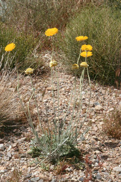 Image of woolly desert marigold