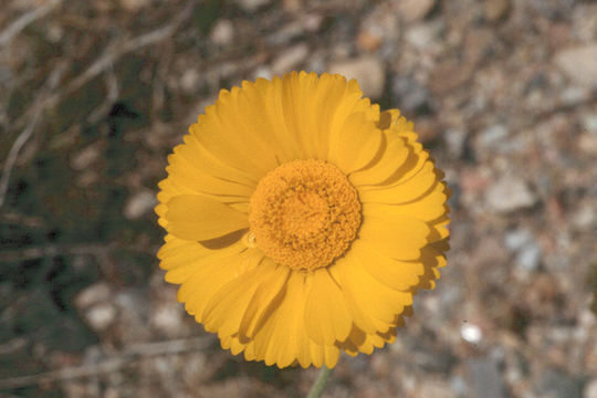 Image of woolly desert marigold