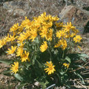 Sivun Balsamorhiza sagittata (Pursh) Nutt. kuva