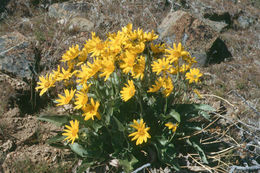 Image of arrowleaf balsamroot